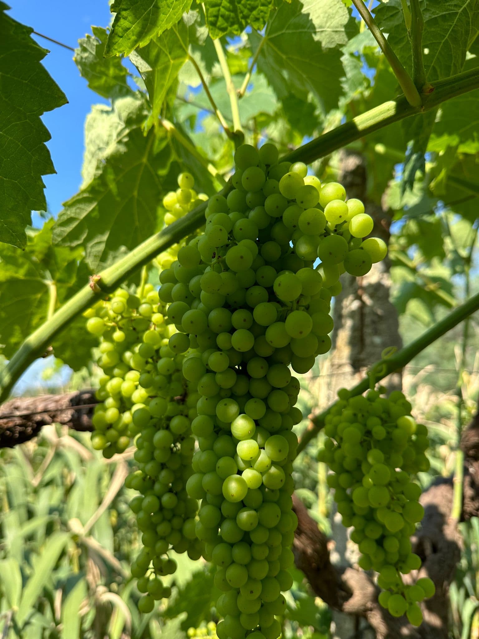 Mountain Vineyards Main