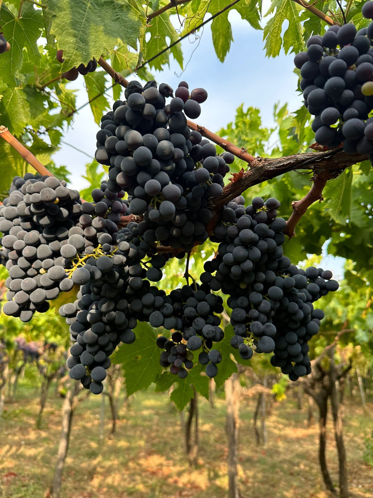 House wine detail